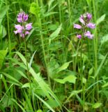 Polygala major. Побеги с соцветиями. Ставропольский край, г. Кисловодск, парк, около Красных камней, склон холма, в невысокой траве (43°53′51,68″ с.ш., 42°43′41,1″ в.д.). 29.05.2014.