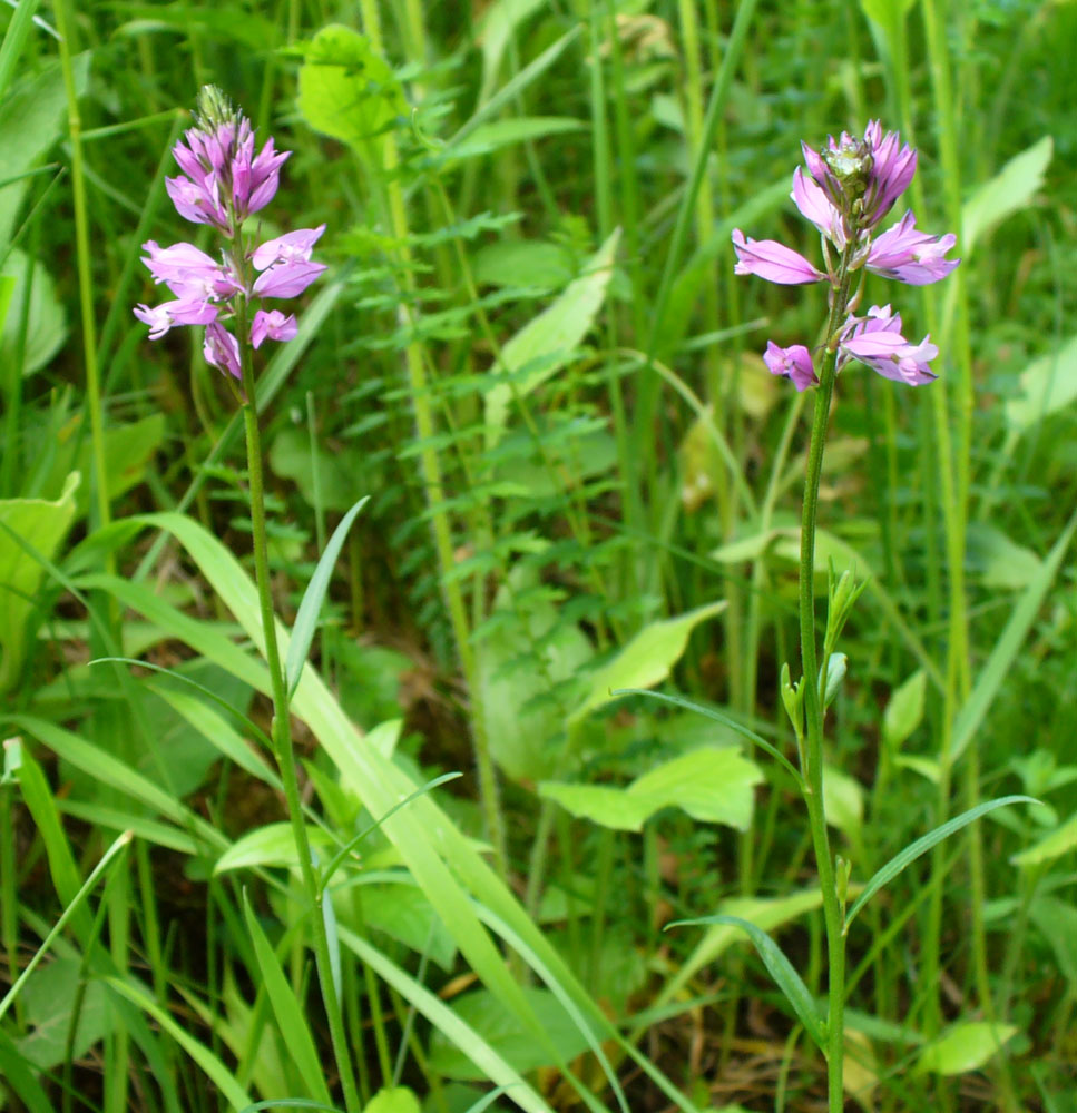 Image of Polygala major specimen.