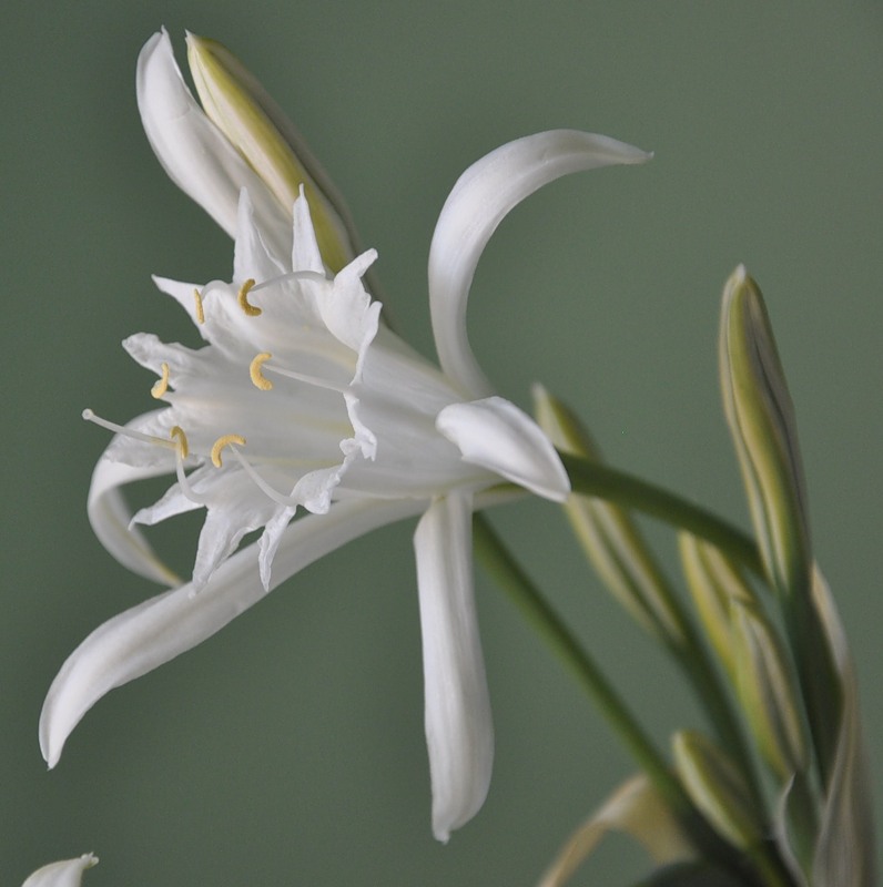 Изображение особи Pancratium maritimum.