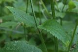 Stachys sylvatica. Часть побега с листьями. Молдова, Каларашский р-н, лес возле с. Бравичи. 19.06.2014.
