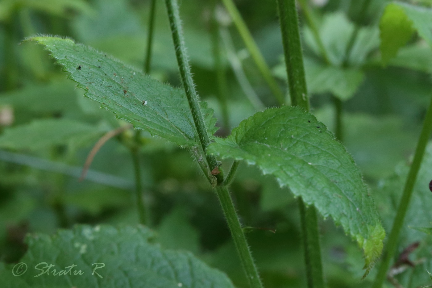 Изображение особи Stachys sylvatica.