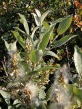 Salix lapponum