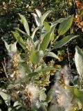 Salix lapponum. Ветвь плодоносящего растения. Окрестности Мурманска, конец августа 2008 г.