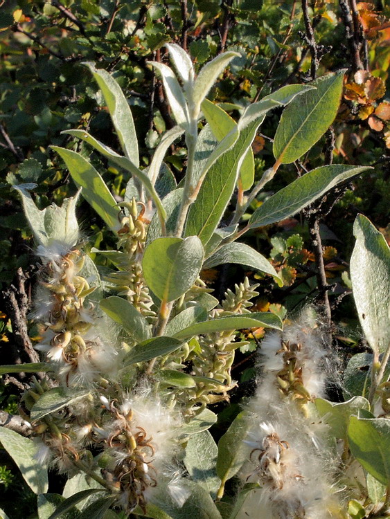 Image of Salix lapponum specimen.