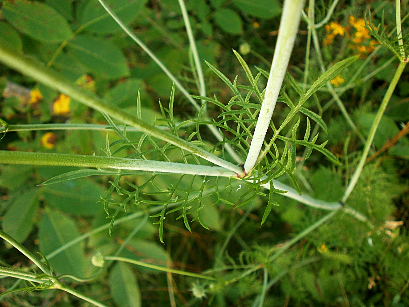 Image of Scabiosa columbaria specimen.