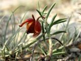 Fumana procumbens