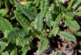 Dryas octopetala. Листья. Германия, г. Дюссельдорф, Ботанический сад университета. 04.05.2014.