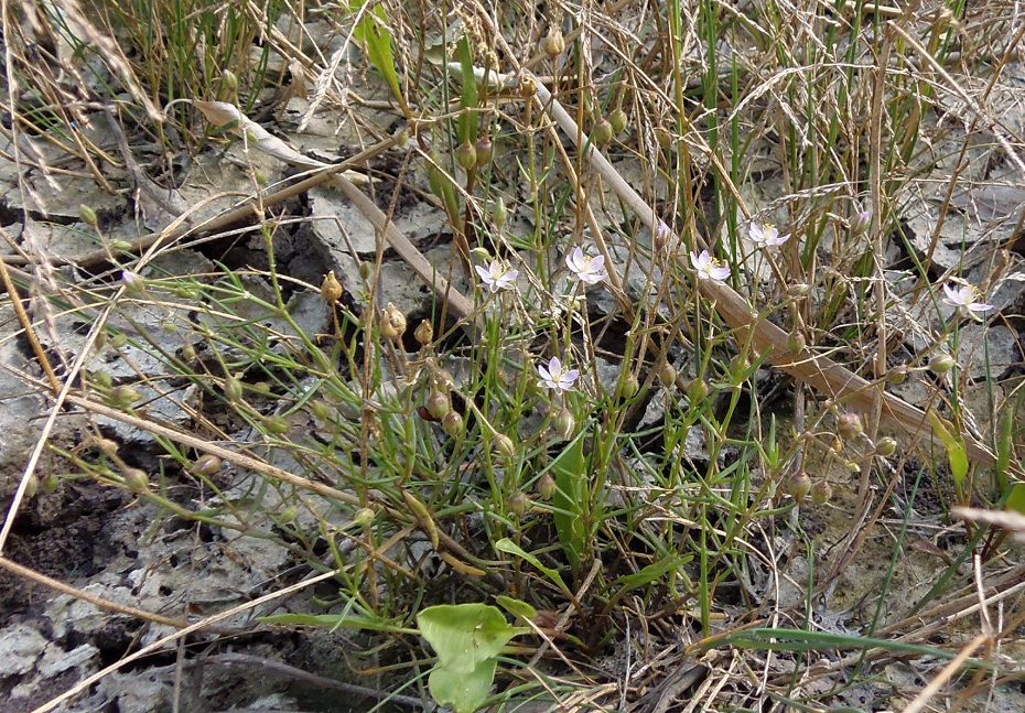 Image of Spergularia rubra specimen.