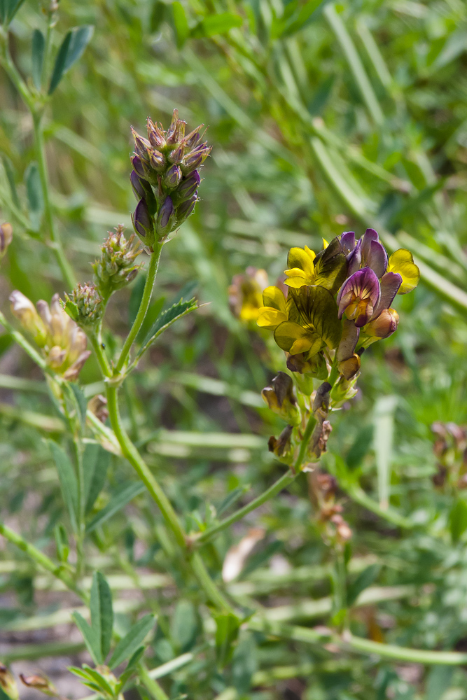Изображение особи Medicago × varia.