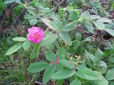 Rosa cinnamomea