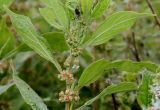 Parietaria officinalis. Верхняя часть побега с соцветиями (у листьев видна их нижняя сторона). Германия, г. Дюссельдорф, Ботанический сад университета. 03.06.2014.