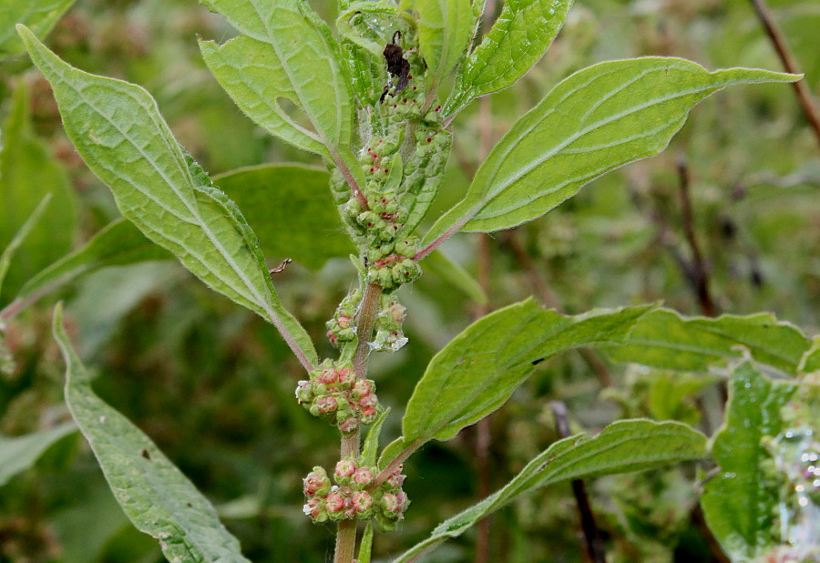 Изображение особи Parietaria officinalis.