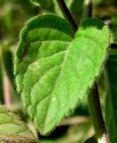 Mentha aquatica