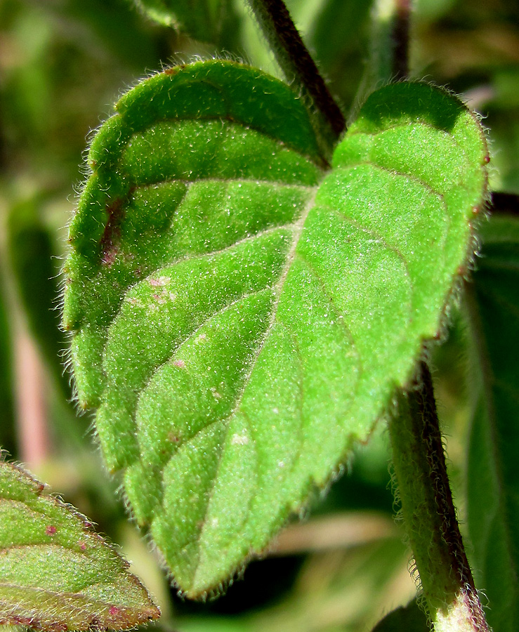 Image of Mentha aquatica specimen.