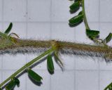 Astragalus berytheus
