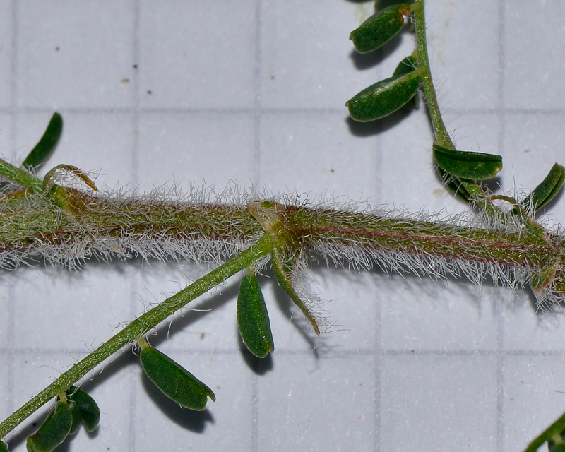 Image of Astragalus berytheus specimen.