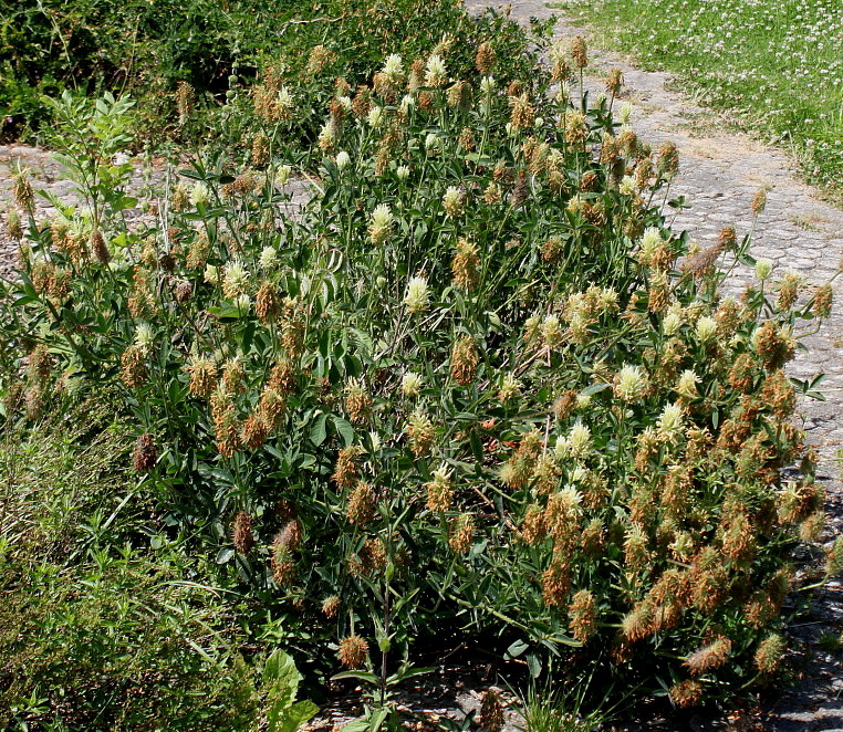 Image of Trifolium ochroleucon specimen.