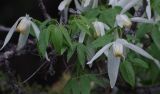 Atragene sibirica