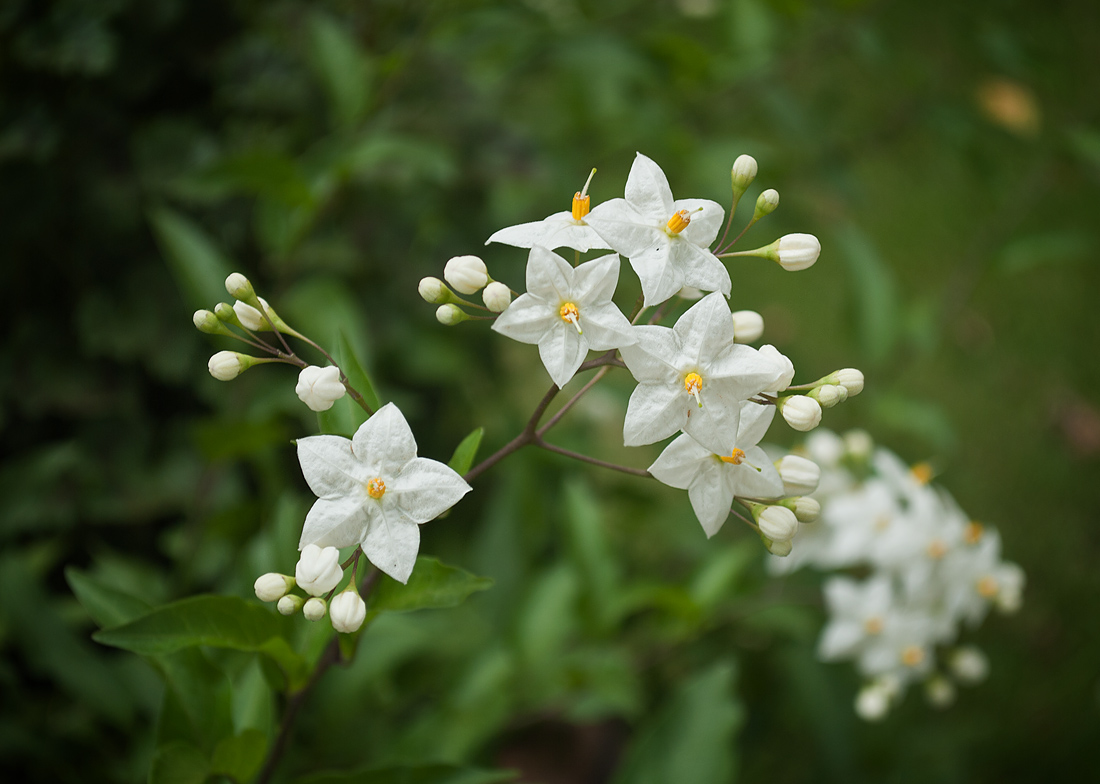 Image of Solanum laxum specimen.