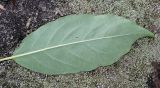 Diospyros lotus. Лист (нижняя сторона). Германия, г. Дюссельдорф, Ботанический сад университета. 05.09.2014.