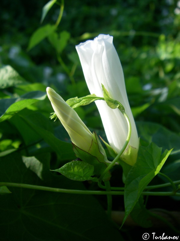 Image of Calystegia sepium specimen.