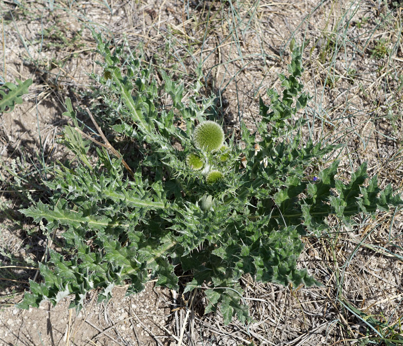 Изображение особи Echinops davuricus.