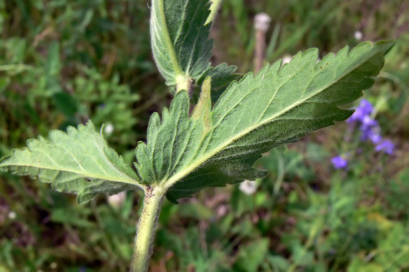 Изображение особи Veronica teucrium.