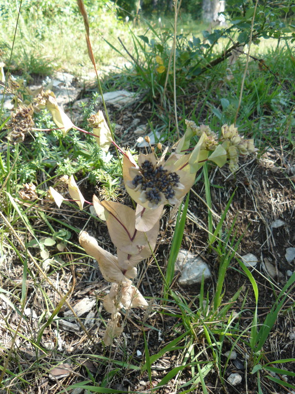 Изображение особи Bupleurum rotundifolium.