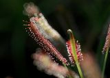 Drosera anglica