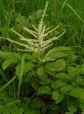 Aruncus dioicus