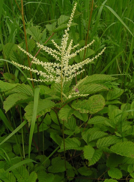 Image of Aruncus dioicus specimen.