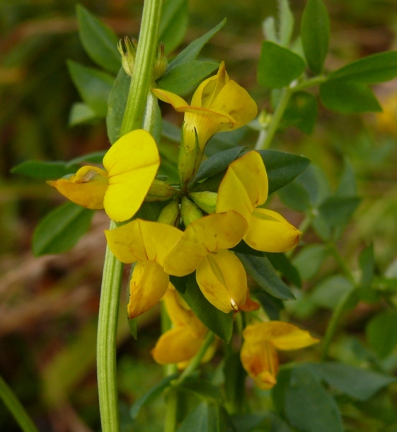 Изображение особи Lotus corniculatus.