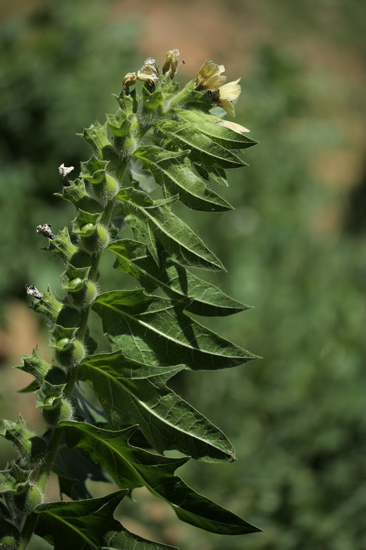 Image of Hyoscyamus niger specimen.
