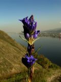 Gentiana decumbens