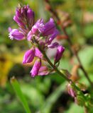 Polygala comosa