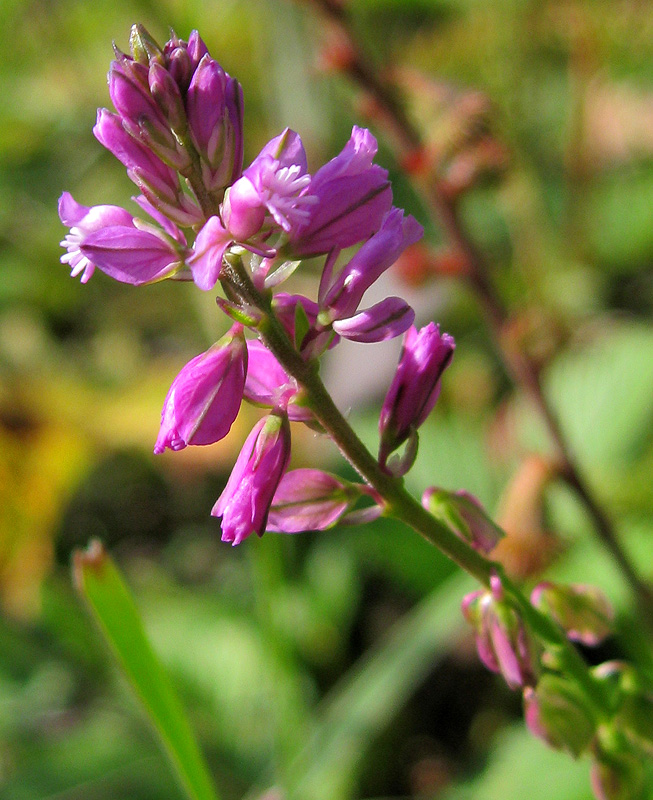 Изображение особи Polygala comosa.