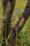 Phleum alpinum. Верхушки стеблей с соцветиями. Окрестности Мурманска, конец августа.