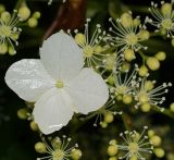 Hydrangea petiolaris