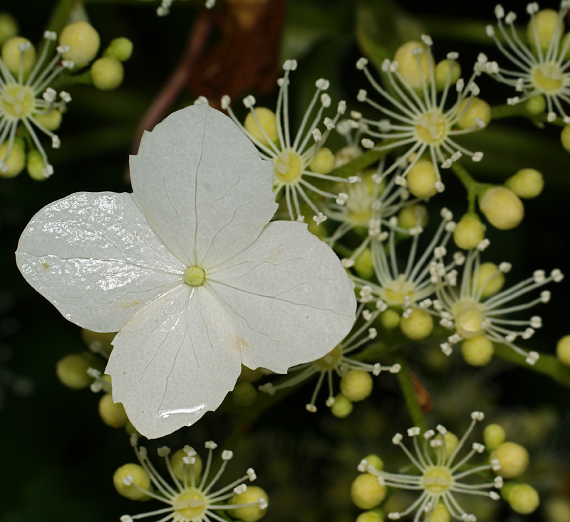 Изображение особи Hydrangea petiolaris.