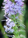 Veronica pinnata