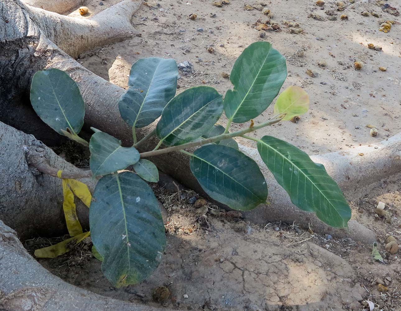 Image of Ficus saussureana specimen.