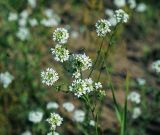 Image of taxon representative. Author is Виталий Гуменюк