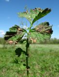 Geum rivale