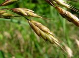 Bromus commutatus