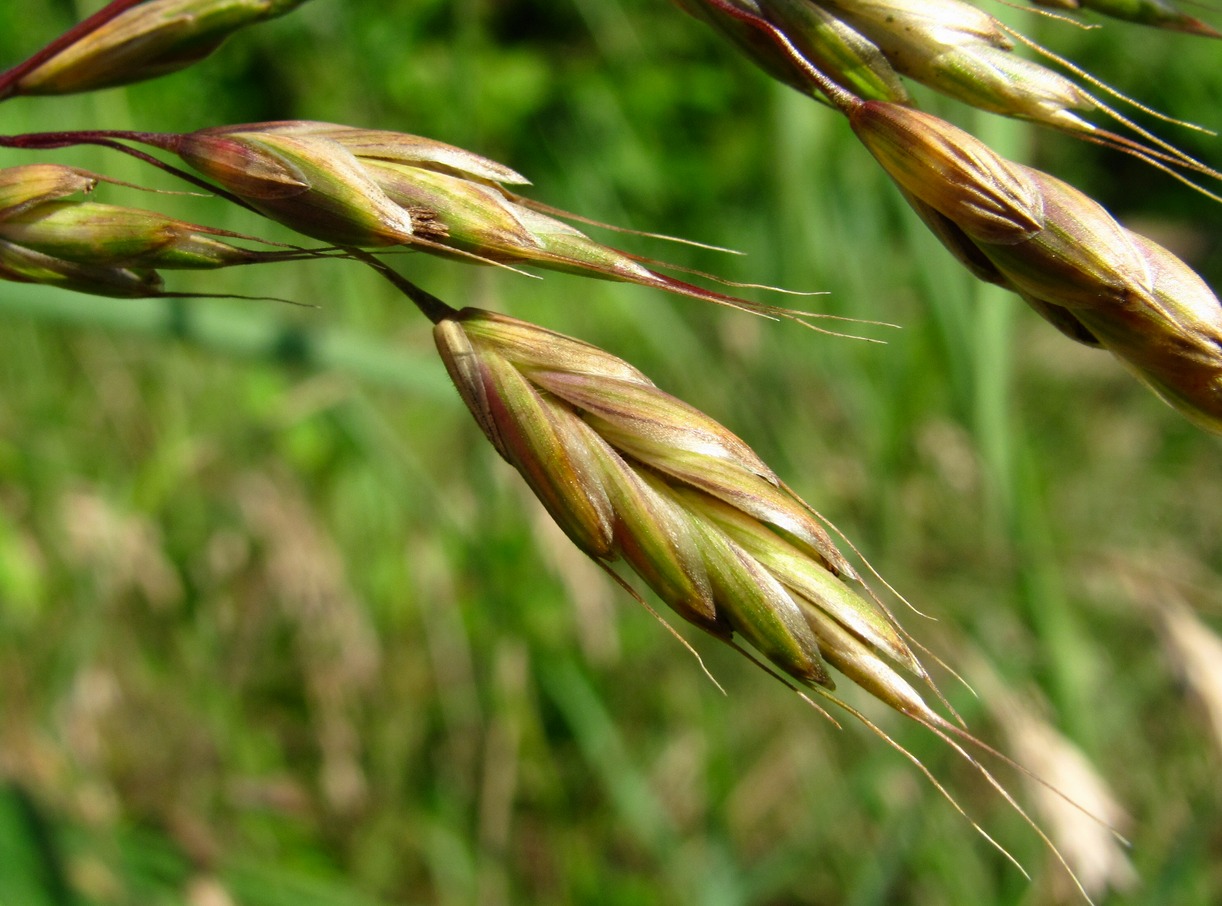 Image of Bromus commutatus specimen.