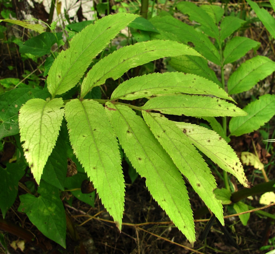 Image of Sambucus ebulus specimen.