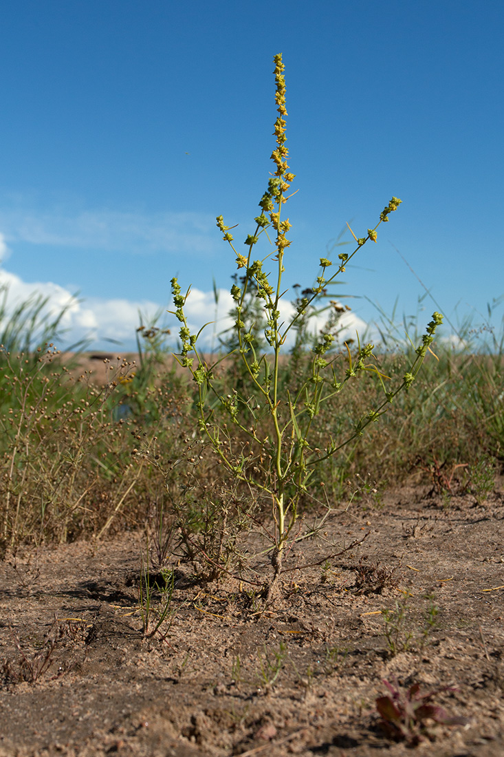 Изображение особи Atriplex littoralis.