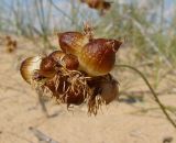 Carex physodes. Соплодие. Казахстан, Кызыл-Ординская обл., г. Байконур, левый берег р. Сыр-Дарьи у понтонной переправы; песчаный массив. 03.05.2010.