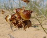 Carex physodes