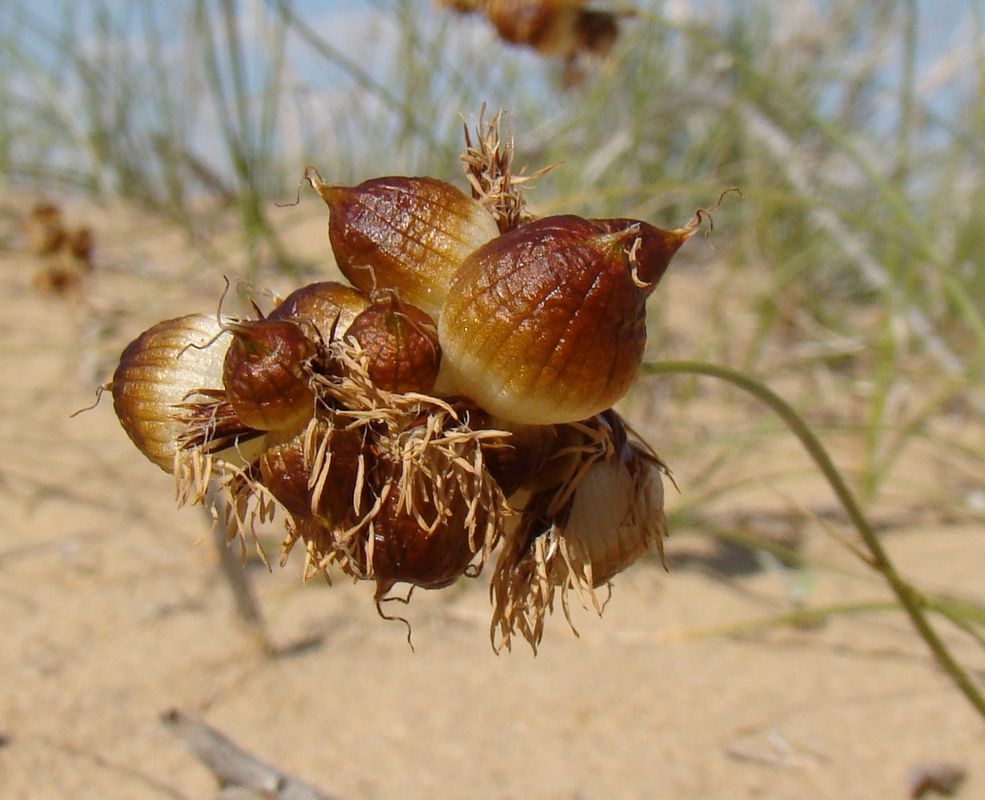 Изображение особи Carex physodes.